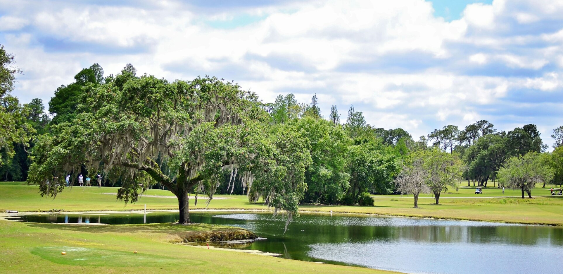The Claw at USF golf course with Spanish moss tree in Tampa 